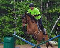 dressage-businesses-in-new-durham-nh