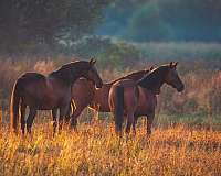 horse-breeders-in-cuba-city-wi