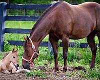 horse-equine-service-businesses-in-cuba-city-wi