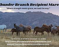 equine-breeders