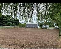 horse-boarding-in-stacy-mn