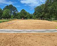 dressage-businesses-in-cottonwood-al