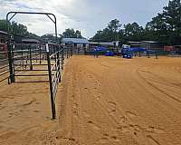 horse-trainers-in-rock-hill-sc