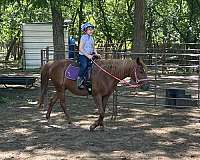 equine-riding-lessons