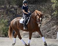 dressage-businesses-in-escondido-ca