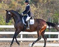 dressage-horse-equine-service