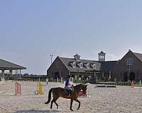 horse-boarding-in-louisiana