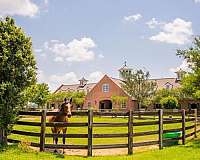 horse-equine-service-businesses-in-louisiana