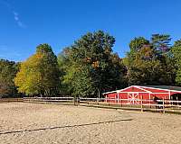 quarter-horse-equine-service-in-nokesville-va