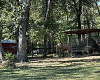 quarter-horse-equine-boarding