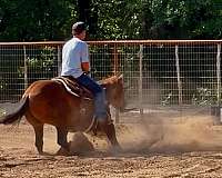 barrel-racing-businesses-in-poolville-tx