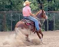 quarter-horse-equine-service-in-poolville-tx