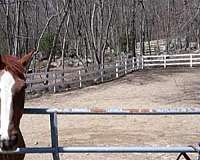 equine-boarding