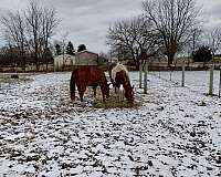 equine-boarding