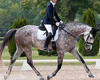 dressage-horse-equine-service