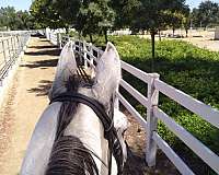 dressage-horse-equine-service