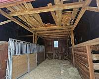 all-around-horse-equine-service