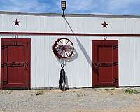 all-around-horse-equine-service