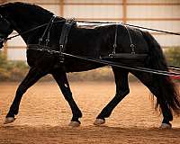 dressage-businesses-in-williamstown-ny