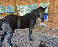 equine-boarding
