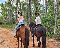 horse-boarding-in-santa-rosa-beach-fl
