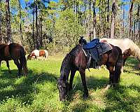 horse-equine-service-businesses-in-santa-rosa-beach-fl