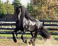 black-all-around-horse