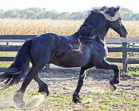 black-show-winner-horse