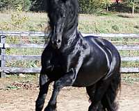 homozygous-black-stallion