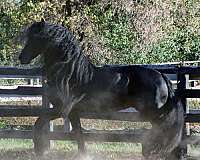 preferent-friesian-horse