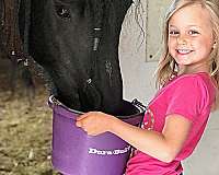 two-year-old-friesian-horse