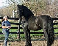 tame-friesian-horse