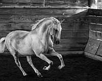 stallion-semen-lusitano-horse