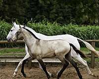 semen-lusitano-horse
