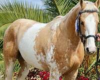 double-registered-thoroughbred-horse