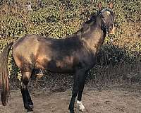 smokey-black-white-sock-horse