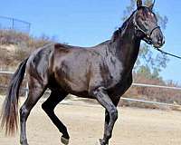 smokey-black-star-horse