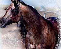 roan-stud-quarter-horse