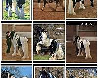 free-jumping-gypsy-vanner-horse