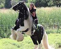 pictures-gypsy-vanner-horse