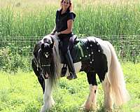 heeling-gypsy-vanner-horse