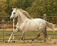 started-under-saddle-andalusian-horse