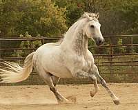 dappled-grey-andalusian-horse