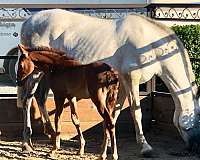 chestnut-andalusian-stallion