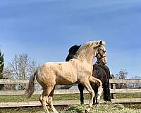 chestnut-andalusian-stallion