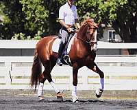 large-andalusian-horse