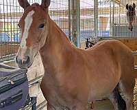 big-tall-andalusian-horse