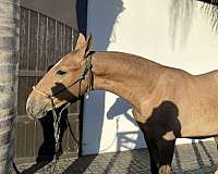 big-andalusian-horse