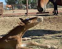 chestnut-horse