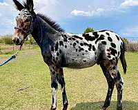 stallion-semen-donkey